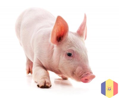 Продам домашних свиней
