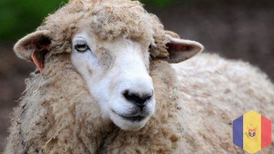 Скотобойня из Калараша покупает овец и коз