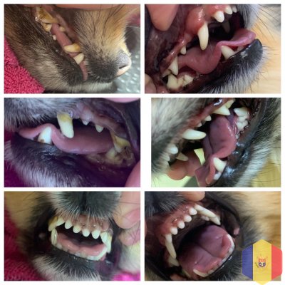 Ультразвуковая чистка зубов для собак.