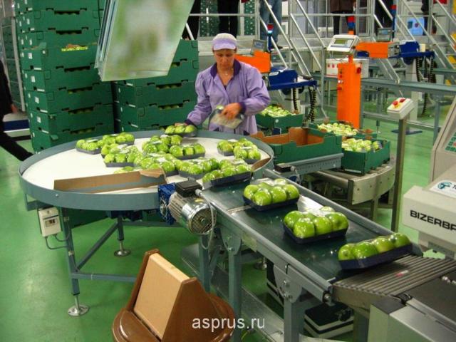 Сортировка и упаковка яблок в Германии