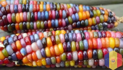 Семена. разноцветная кукуруза