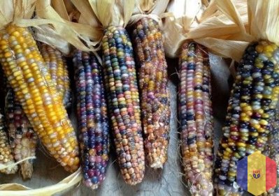 Семена. разноцветная кукуруза