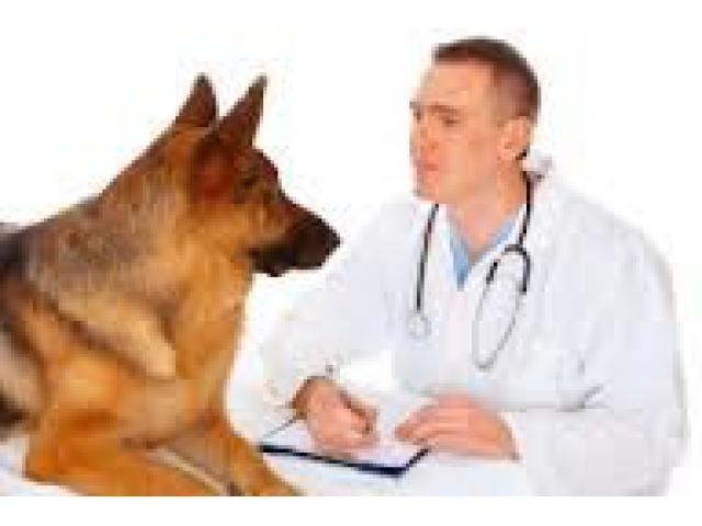 Ветеринарная помощь.вызов ветеринарного врача на дом.