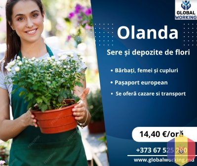 Lucru în Olanda