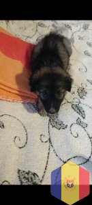 Отдам в добрые руки собачку и котят