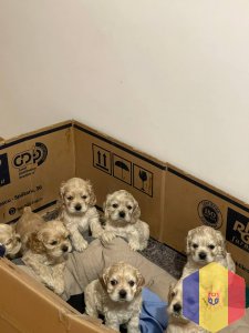 Продам щенков Американского кокер-спаниеля