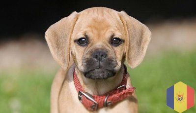 Щенки Пагальера.