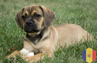 Щенки Пагальера.