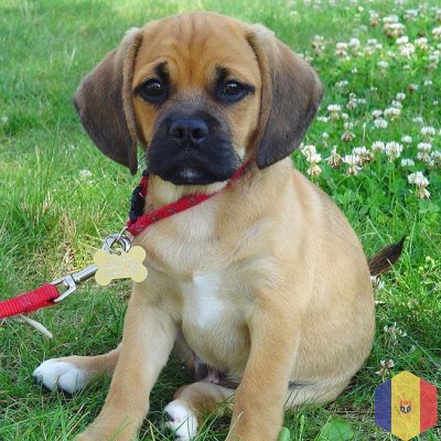 Щенки Пагальера.