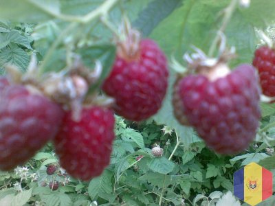 Продам саженцы малины