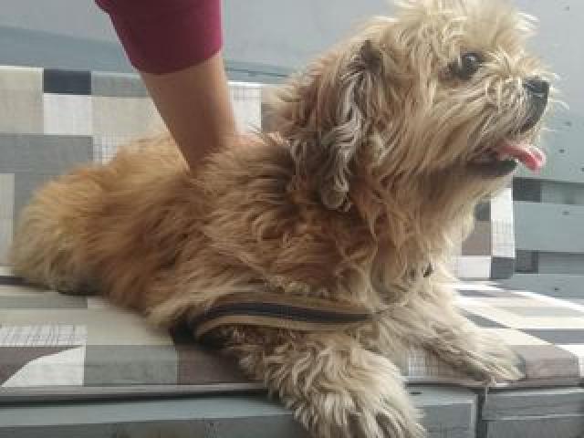 Зоосалон Mister Dog предлагает парикмахерские услуги для животных .150 лей