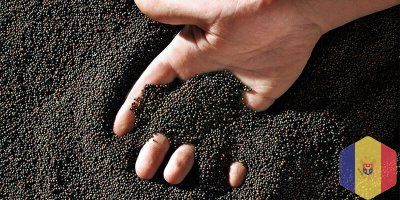 продам кукурузу и рапс