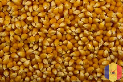продам кукурузу и рапс