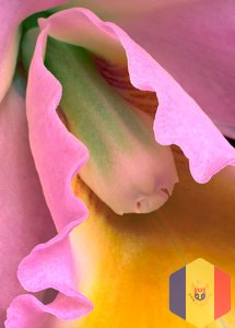 Chirurgie estetica intima :  Rejuvenarea, intinerirea, infrumusetarea sau modelarea zonelor intime (