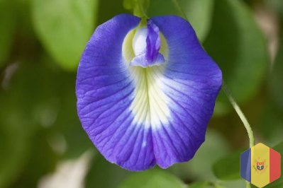 Безоперационная клиторопластика