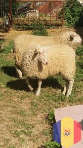 Продам овец фриской породы