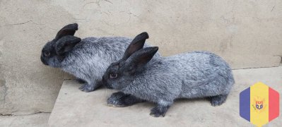 Кролики. Полтавское серебро молодняк