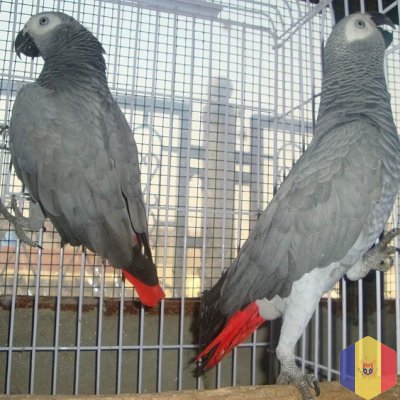 Прекрасные африканские серые попугаи для продажи