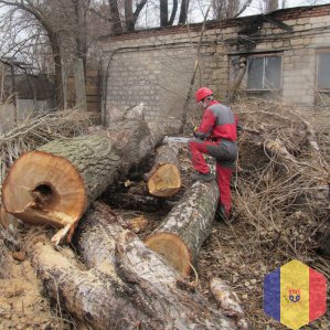 Арбористика спил деревьев, обрезка веток, кронирование