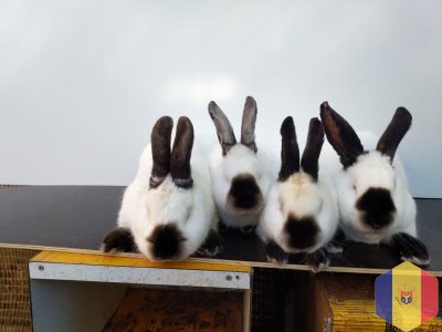 Кролики чистопородные