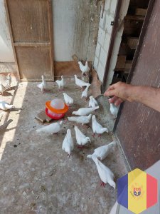 Vând porumbei   Продаются голуби