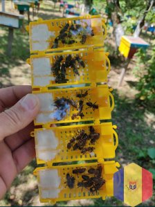 Королевы пчёл Пчелиные королевы пчеломатки Карпатка Мукачево