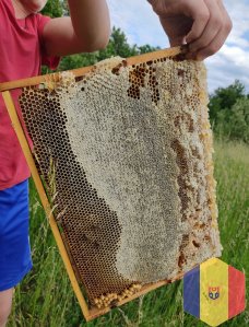 Королевы пчёл Пчелиные королевы пчеломатки Карпатка Мукачево