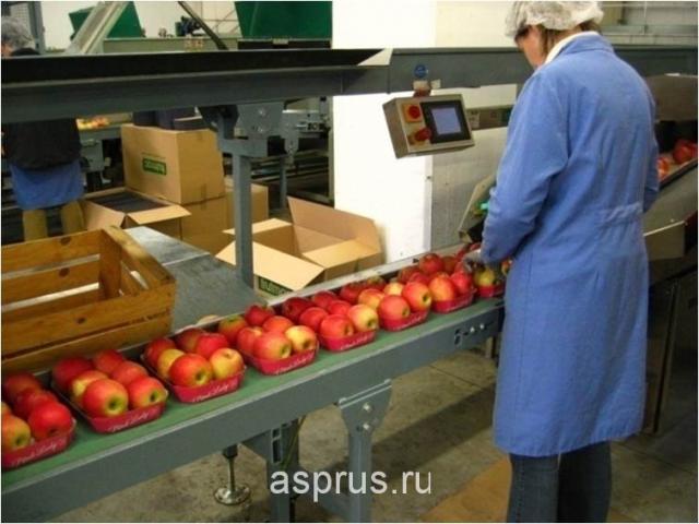 Сортировка и упаковка яблок в Германии