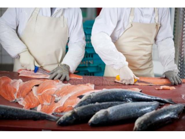 Рабочие на рыбном заводе в Норвегии